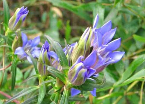 北方适合种植什么药材效益前景好