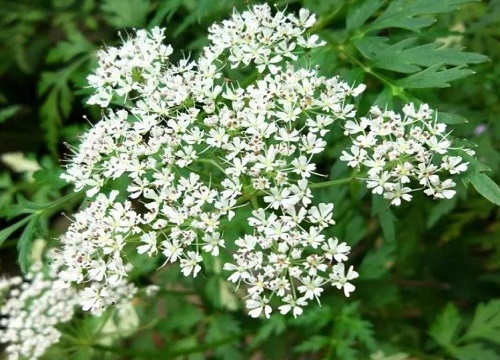 北方适合种植什么药材效益前景好