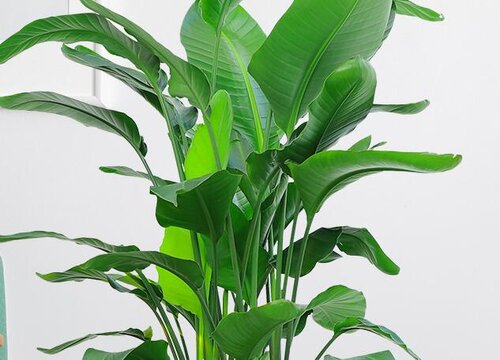 鹤望兰炭疽病的发病原因及治疗方法