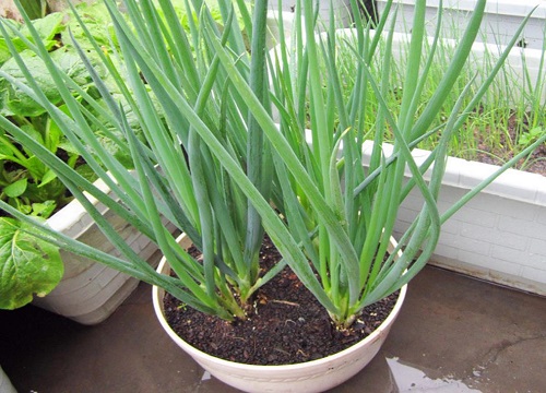 四季葱病虫害防治技术与方法措施