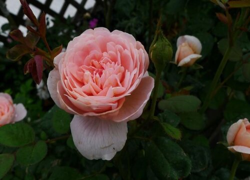 月季夏季生长缓慢吗