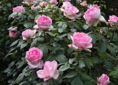 月季夏季生长缓慢吗