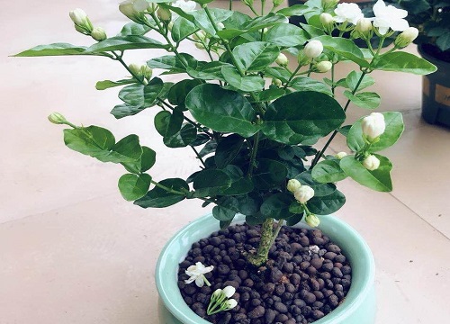 茉莉花怎么处理孕育更多的花蕾