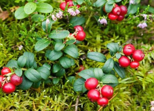 蔓越莓和树莓是一种水果吗