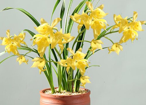 建兰中香味最浓的品种