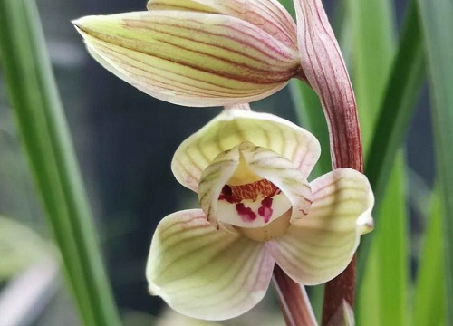 建兰中香味最浓的品种