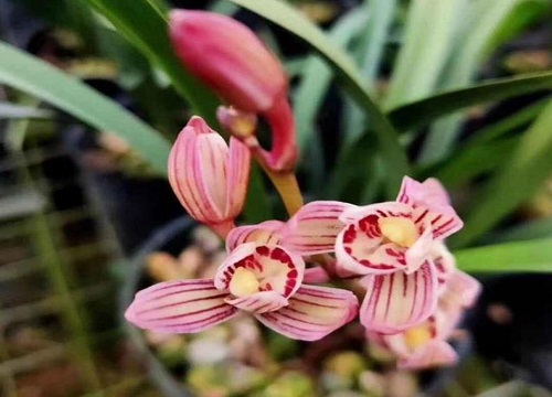 建兰中香味最浓的品种