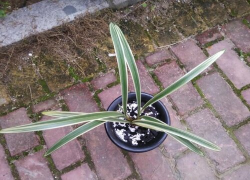 建兰中香味最浓的品种