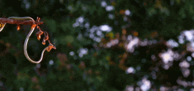 蛇有多少个品种 关于蛇有多少种种类及其本领