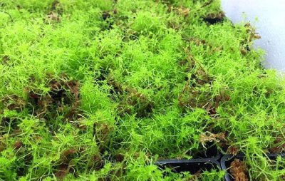 放在兰花盆土上的是什么苔藓 养兰花苔藓使用方法与技巧