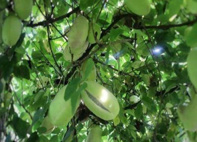 吃八月瓜籽功效 八月瓜籽能吃吗