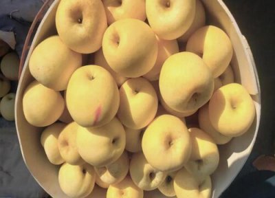 奶白色苹果是什么品种 白皮奶油苹果是什么水果