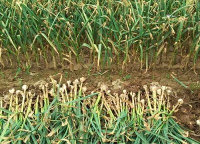 大蒜生长过程 大蒜的生长过程