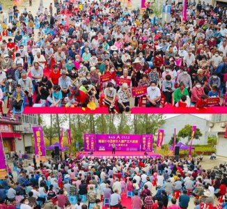 隆创310玉米种介绍 双国审玉米品种隆创310品种特性