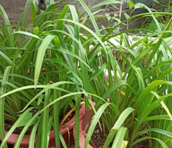 如何利用阳台种蔬菜 家庭阳台种植蔬菜方法与注意事项