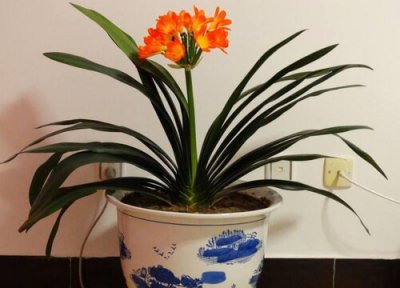 君子兰花箭期怎样养护 君子兰孕箭后养护需要注意事项