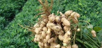 麦茬花生的种植时间与管理技术 麦茬花生怎么栽种最高产