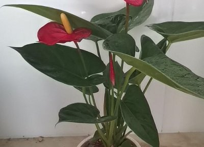 红掌怎么施肥 有哪些施肥原则