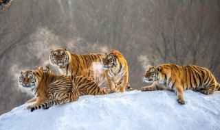 属虎人几月出生命中带财 属虎人哪个月份出生命中带财