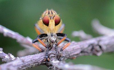 食虫虻是什么昆虫类 食虫虻是长什么样子的东西图片