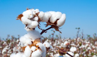 棉花可以做什么 棉花的用途