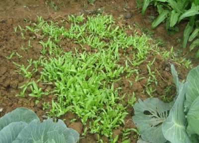 包菜发芽环境 包菜怎么发芽快