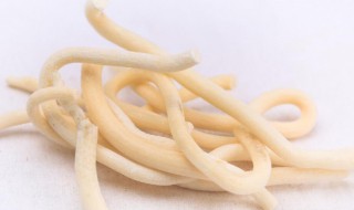 通草可以直接吃吗 直接生吃通草行吗