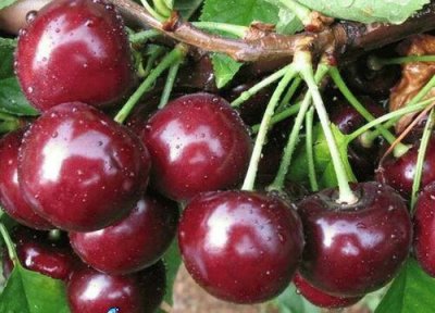 樱桃是热带水果吗 樱桃属于热带水果吗