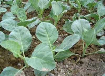 芥蓝播种适合时间 芥蓝什么时候播种合适