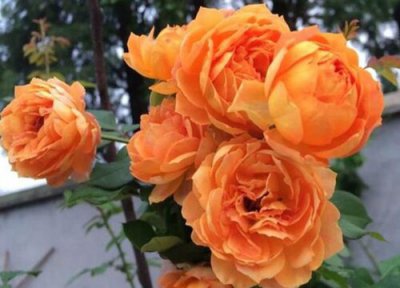 蜂蜜焦糖月季是藤本还是灌木 蜂蜜焦糖月季属于藤本还是灌木