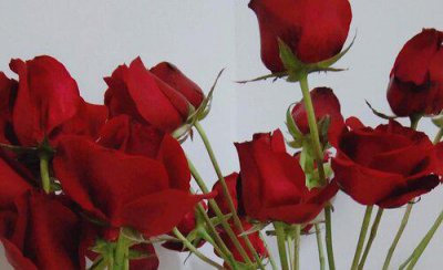 玫瑰花怎么晾干不变黑 玫瑰晾晒做成干花不变黑的方法