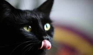 猫咪不拉屎怎么办 猫咪不拉屎的方法