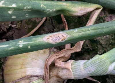 洋葱种植中常见病害 洋葱病虫害防治技术与方法措施