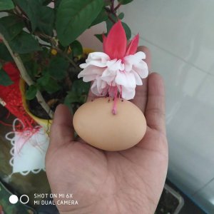 鸡蛋怎么保存时间最长最新鲜 鸡蛋长期储存新鲜的窍门