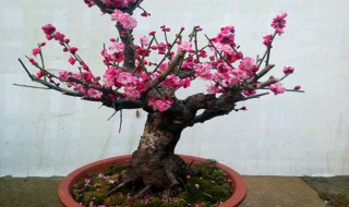 红梅什么季节换盆最好 红梅哪个季节换盆最好