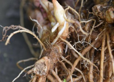 阳荷栽种最佳时间 阳荷什么时候栽种合适