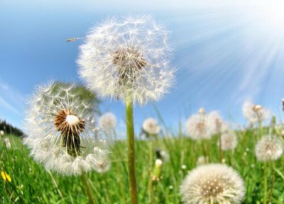 蒲公英药用价值 蒲公英有什么药用价值