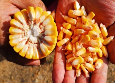 迪卡c1563玉米种子简介 c1563种子价格、积温