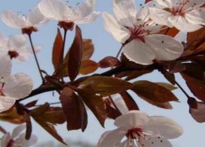 紫叶李花期时间 紫叶李花期是什么时候