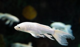 什么属相的人不能养龙鱼 不能养龙鱼的是什么人