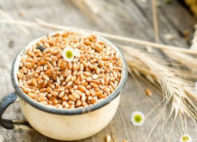 芸苔素能拌麦种吗 芸苔素内酯拌小麦种剂量与用量方法