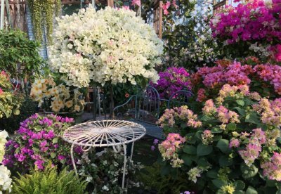 三角梅的特点和注意事项 三角梅有3喜2怕需留意