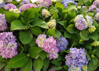 无尽夏促花方法 无尽夏促花方法与技术要领