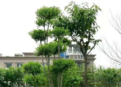 小叶女贞耐寒最低温度 小叶女贞盆景冬季养护