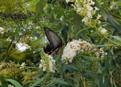 决明子种植时间 决明子种植时间和方法