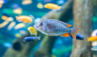 斗鱼能和孔雀鱼一起养吗 斗鱼和孔雀鱼可以混养吗