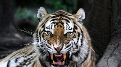 成年野猪打得过老虎吗 老虎为什么让野猪三分