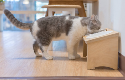 平价猫粮推荐排行榜 猫粮哪个牌子质量好性价比