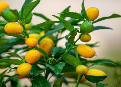 室内养十种花最好旺财 家里栽什么植物盆栽好看又旺财