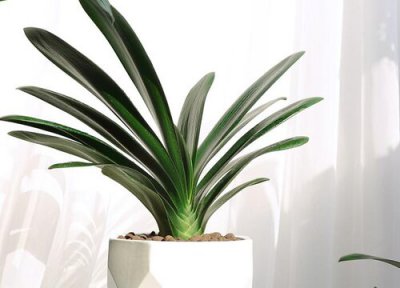 6月份君子兰怎么养 6月怎么养君子兰长势旺还养得轻松